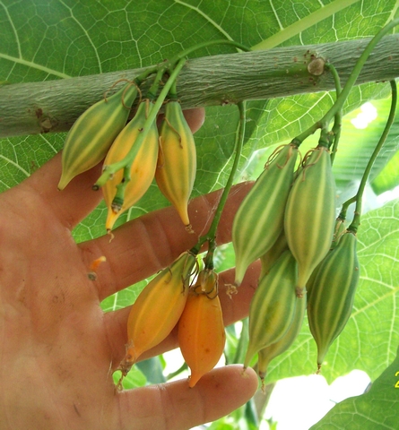 oak leaf papaya